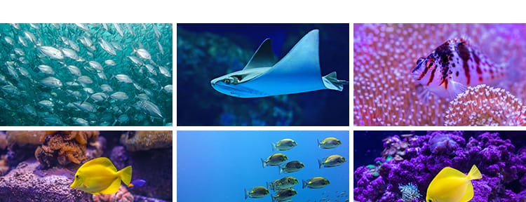 海底世界生物水母鲸鱼鲨鱼海洋动物珊瑚鱼儿鱼类鱼群照片图片素材