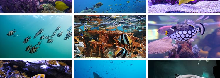 海底世界生物水母鲸鱼鲨鱼海洋动物珊瑚鱼儿鱼类鱼群照片图片素材