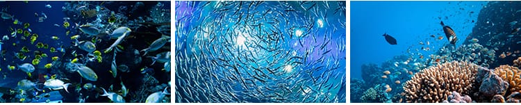 海底世界生物水母鲸鱼鲨鱼海洋动物珊瑚鱼儿鱼类鱼群照片图片素材