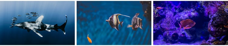 海底世界生物水母鲸鱼鲨鱼海洋动物珊瑚鱼儿鱼类鱼群照片图片素材