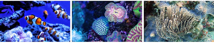 海底世界生物水母鲸鱼鲨鱼海洋动物珊瑚鱼儿鱼类鱼群照片图片素材