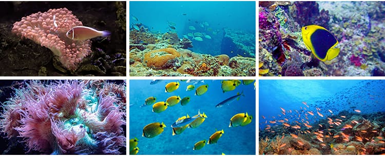 海底世界生物水母鲸鱼鲨鱼海洋动物珊瑚鱼儿鱼类鱼群照片图片素材