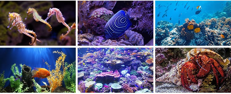 海底世界生物水母鲸鱼鲨鱼海洋动物珊瑚鱼儿鱼类鱼群照片图片素材