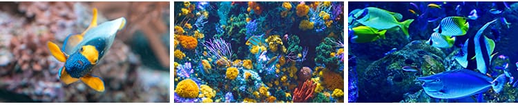 海底世界生物水母鲸鱼鲨鱼海洋动物珊瑚鱼儿鱼类鱼群照片图片素材