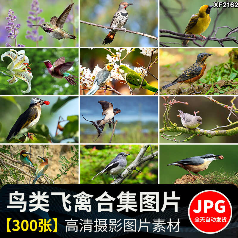 春天树枝头上小鸟飞禽鸟类鹦鹉鸟儿飞鸟翠鸟蜂鸟春季动物图片素材