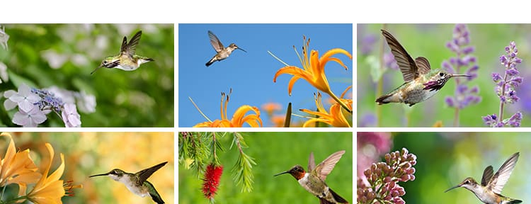 春天树枝头上小鸟飞禽鸟类鹦鹉鸟儿飞鸟翠鸟蜂鸟春季动物图片素材