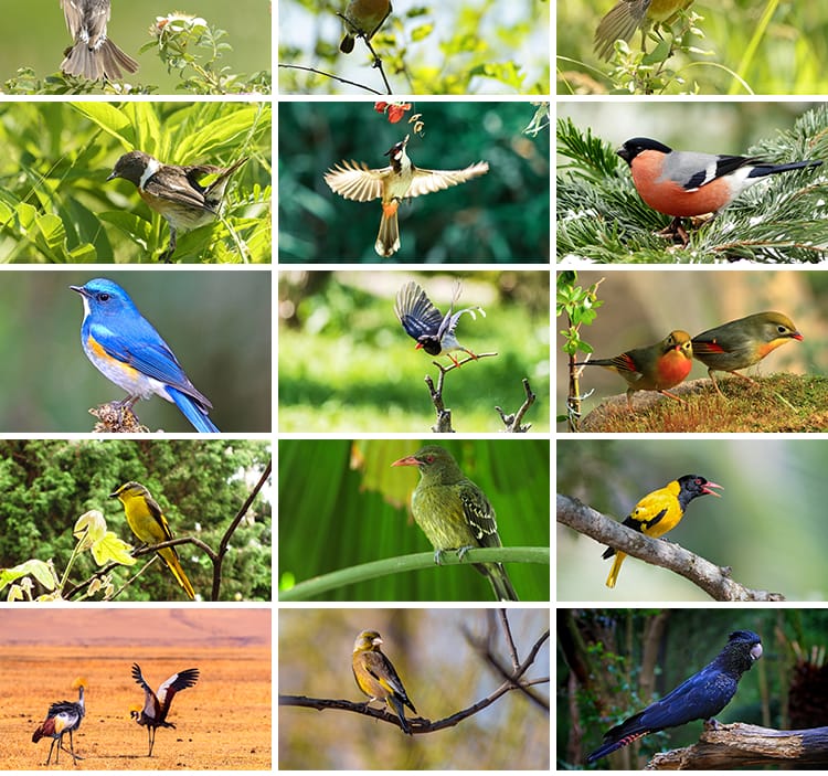 春天树枝头上小鸟飞禽鸟类鹦鹉鸟儿飞鸟翠鸟蜂鸟春季动物图片素材