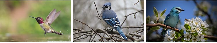 春天树枝头上小鸟飞禽鸟类鹦鹉鸟儿飞鸟翠鸟蜂鸟春季动物图片素材