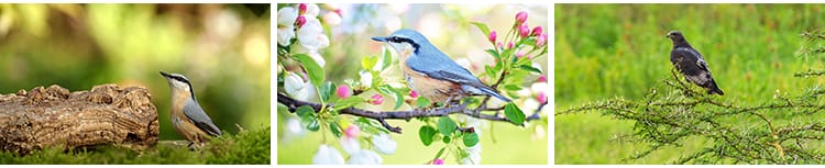 春天树枝头上小鸟飞禽鸟类鹦鹉鸟儿飞鸟翠鸟蜂鸟春季动物图片素材