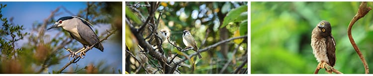春天树枝头上小鸟飞禽鸟类鹦鹉鸟儿飞鸟翠鸟蜂鸟春季动物图片素材
