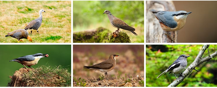 春天树枝头上小鸟飞禽鸟类鹦鹉鸟儿飞鸟翠鸟蜂鸟春季动物图片素材