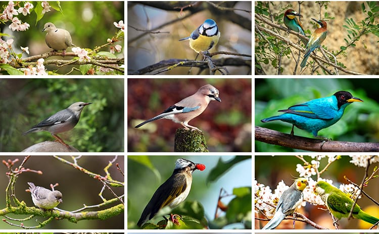 春天树枝头上小鸟飞禽鸟类鹦鹉鸟儿飞鸟翠鸟蜂鸟春季动物图片素材