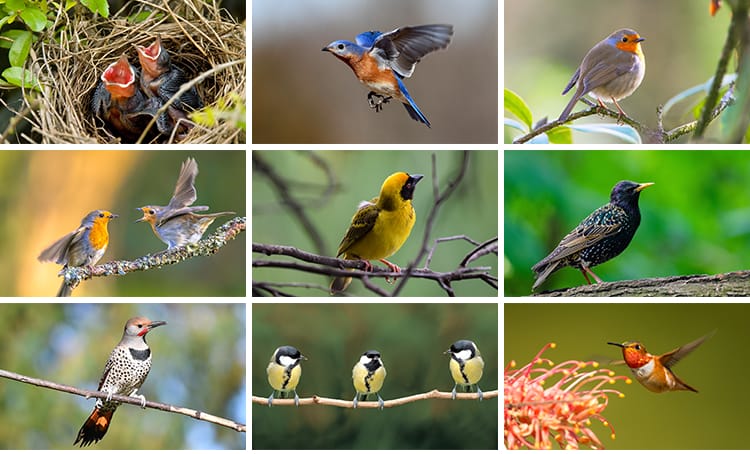 春天树枝头上小鸟飞禽鸟类鹦鹉鸟儿飞鸟翠鸟蜂鸟春季动物图片素材
