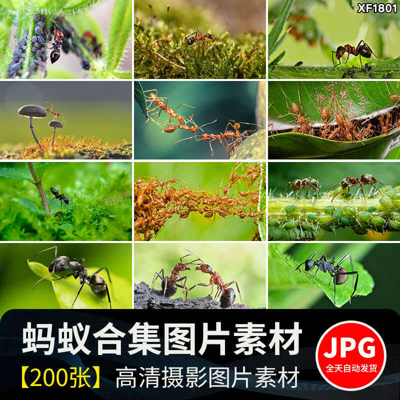 蚂蚁工兵蚁黑蚂蚁幼蚁切叶蚁昆虫野外蚂蚁群微距摄影JPG图片素材