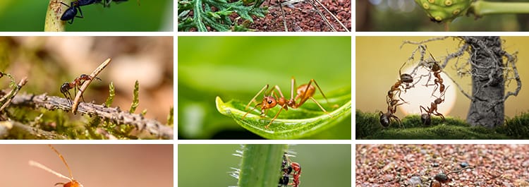 蚂蚁工兵蚁黑蚂蚁幼蚁切叶蚁昆虫野外蚂蚁群微距摄影JPG图片素材
