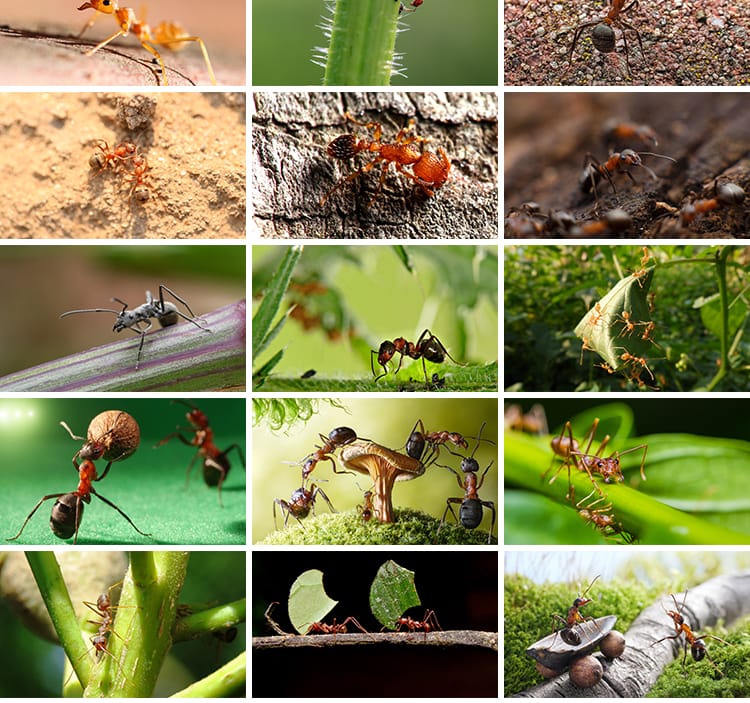 蚂蚁工兵蚁黑蚂蚁幼蚁切叶蚁昆虫野外蚂蚁群微距摄影JPG图片素材