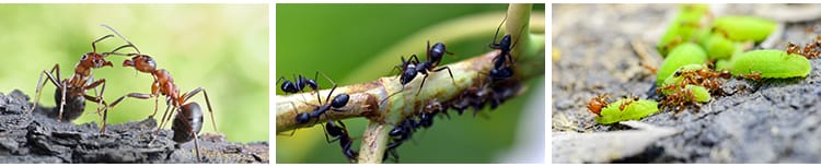 蚂蚁工兵蚁黑蚂蚁幼蚁切叶蚁昆虫野外蚂蚁群微距摄影JPG图片素材