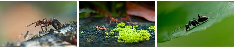 蚂蚁工兵蚁黑蚂蚁幼蚁切叶蚁昆虫野外蚂蚁群微距摄影JPG图片素材