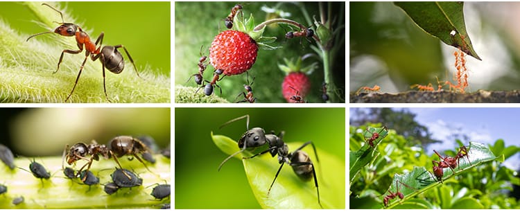 蚂蚁工兵蚁黑蚂蚁幼蚁切叶蚁昆虫野外蚂蚁群微距摄影JPG图片素材
