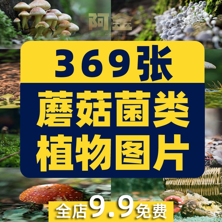 蘑菇菌类植物野外野生菌种香菇食用菌特写摄影设计高清素材图片照