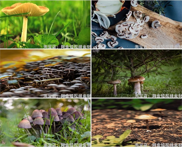 蘑菇菌类植物野外野生菌种香菇食用菌特写摄影设计高清素材图片照