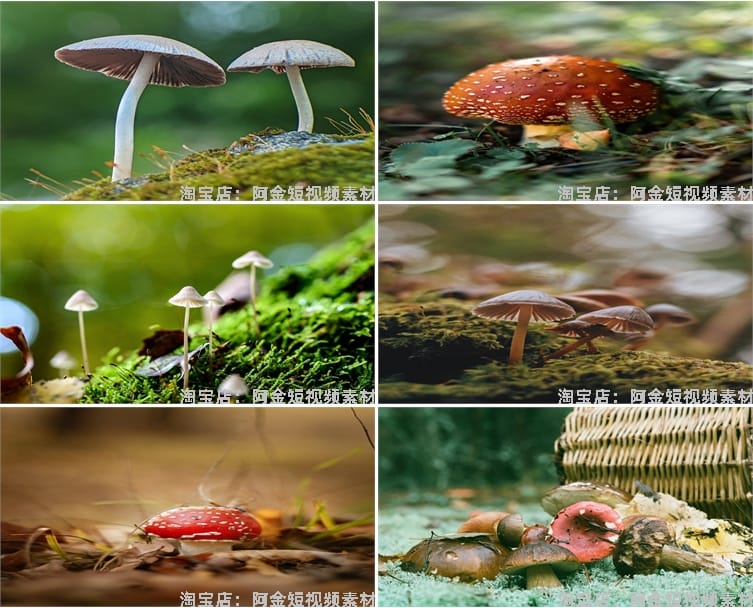 蘑菇菌类植物野外野生菌种香菇食用菌特写摄影设计高清素材图片照