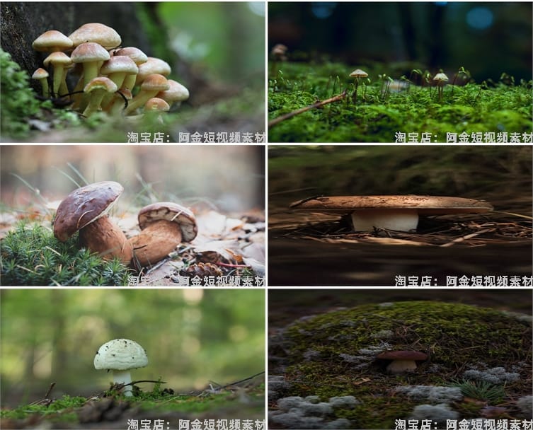蘑菇菌类植物野外野生菌种香菇食用菌特写摄影设计高清素材图片照