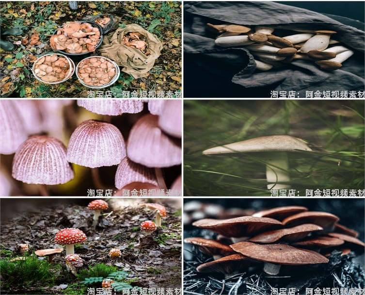 蘑菇菌类植物野外野生菌种香菇食用菌特写摄影设计高清素材图片照