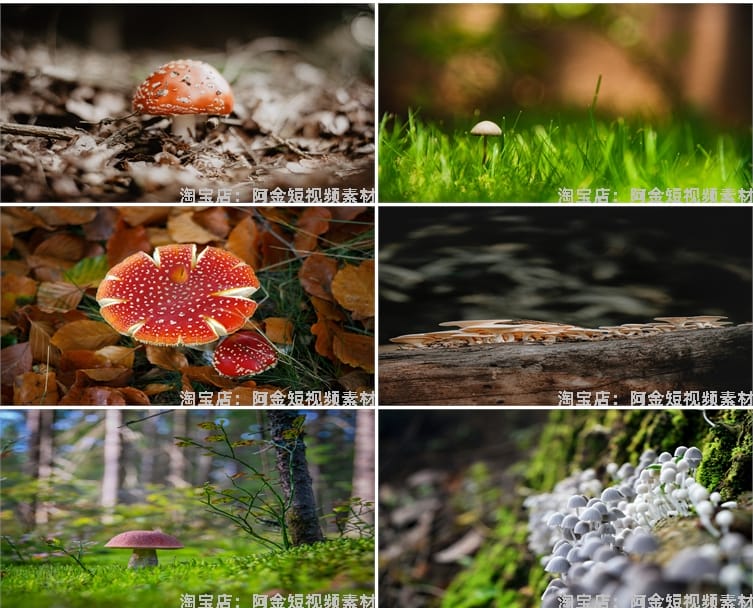 蘑菇菌类植物野外野生菌种香菇食用菌特写摄影设计高清素材图片照