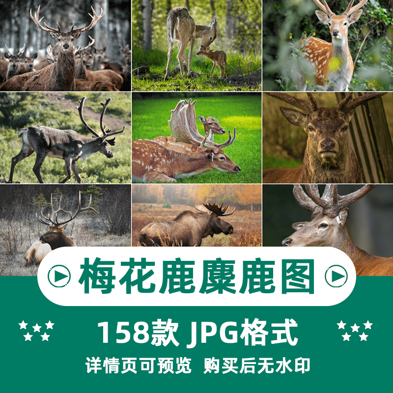 155张高清梅花鹿麋鹿动物横版高清抖音自媒体pr剪辑背景图片素材