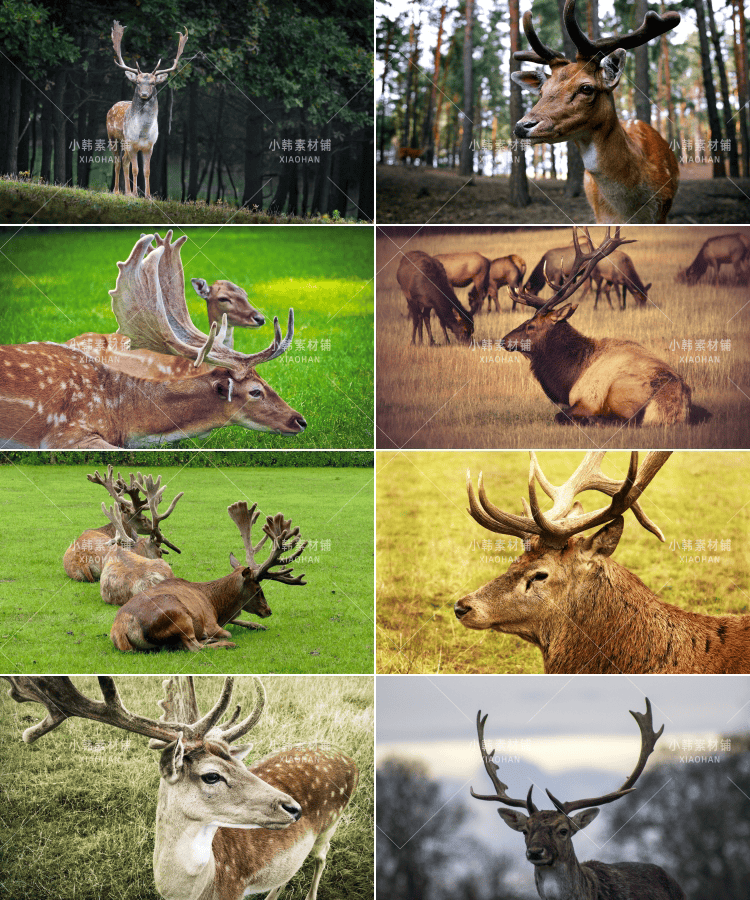 155张高清梅花鹿麋鹿动物横版高清抖音自媒体pr剪辑背景图片素材