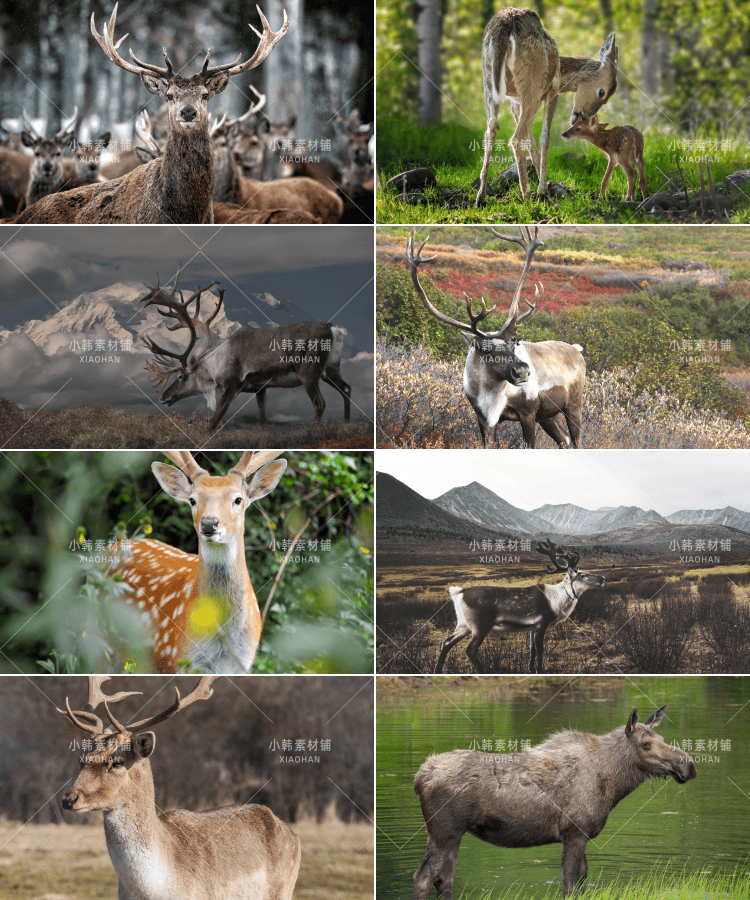 155张高清梅花鹿麋鹿动物横版高清抖音自媒体pr剪辑背景图片素材