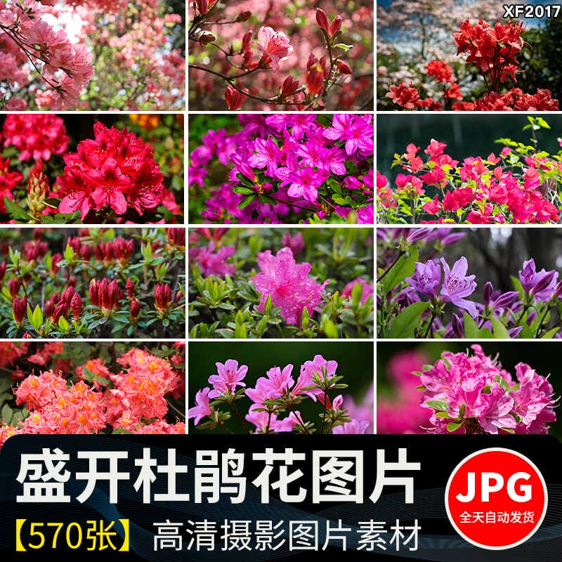 盛开杜鹃花特写唯美花卉花朵鲜花植物映山红春天花海摄影图片素材