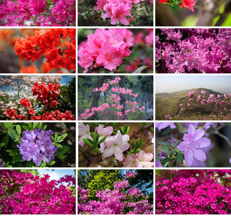 盛开杜鹃花特写唯美花卉花朵鲜花植物映山红春天花海摄影图片素材