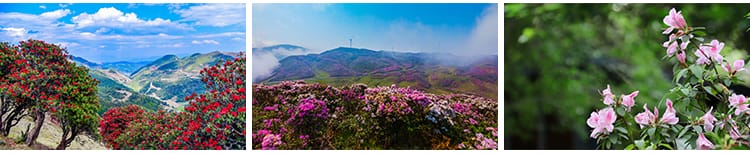 盛开杜鹃花特写唯美花卉花朵鲜花植物映山红春天花海摄影图片素材