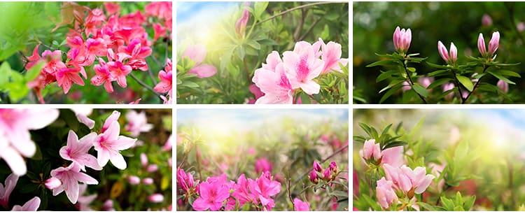 盛开杜鹃花特写唯美花卉花朵鲜花植物映山红春天花海摄影图片素材