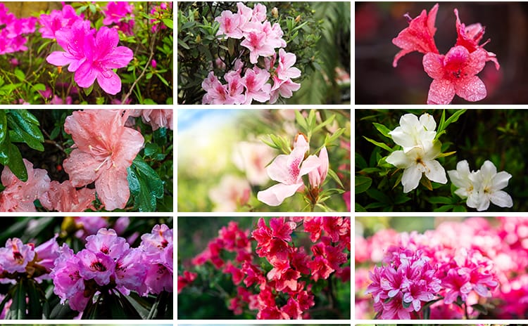 盛开杜鹃花特写唯美花卉花朵鲜花植物映山红春天花海摄影图片素材