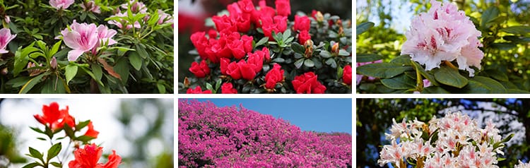 盛开杜鹃花特写唯美花卉花朵鲜花植物映山红春天花海摄影图片素材