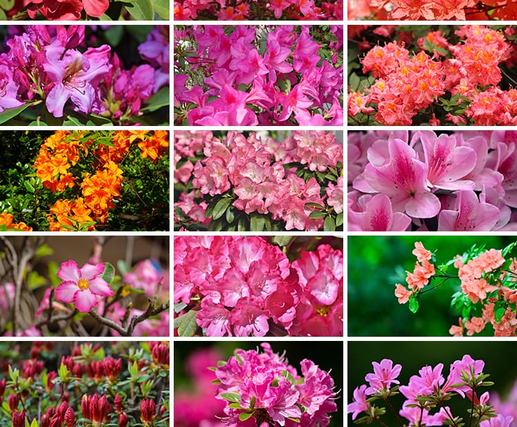 盛开杜鹃花特写唯美花卉花朵鲜花植物映山红春天花海摄影图片素材