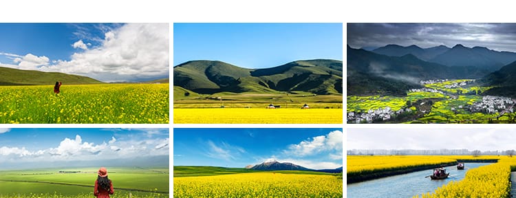 春天油菜花田园风光金黄色花丛花海植物农田唯美自然风景图片素材