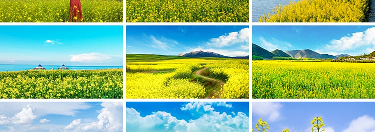 春天油菜花田园风光金黄色花丛花海植物农田唯美自然风景图片素材