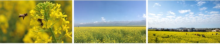 春天油菜花田园风光金黄色花丛花海植物农田唯美自然风景图片素材