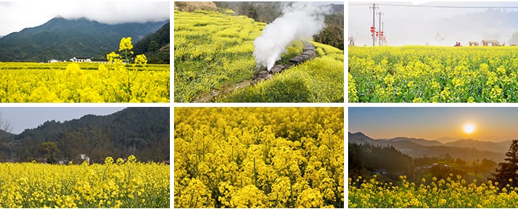 春天油菜花田园风光金黄色花丛花海植物农田唯美自然风景图片素材