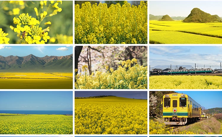 春天油菜花田园风光金黄色花丛花海植物农田唯美自然风景图片素材