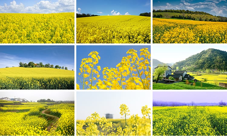 春天油菜花田园风光金黄色花丛花海植物农田唯美自然风景图片素材