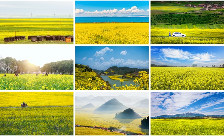 春天油菜花田园风光金黄色花丛花海植物农田唯美自然风景图片素材