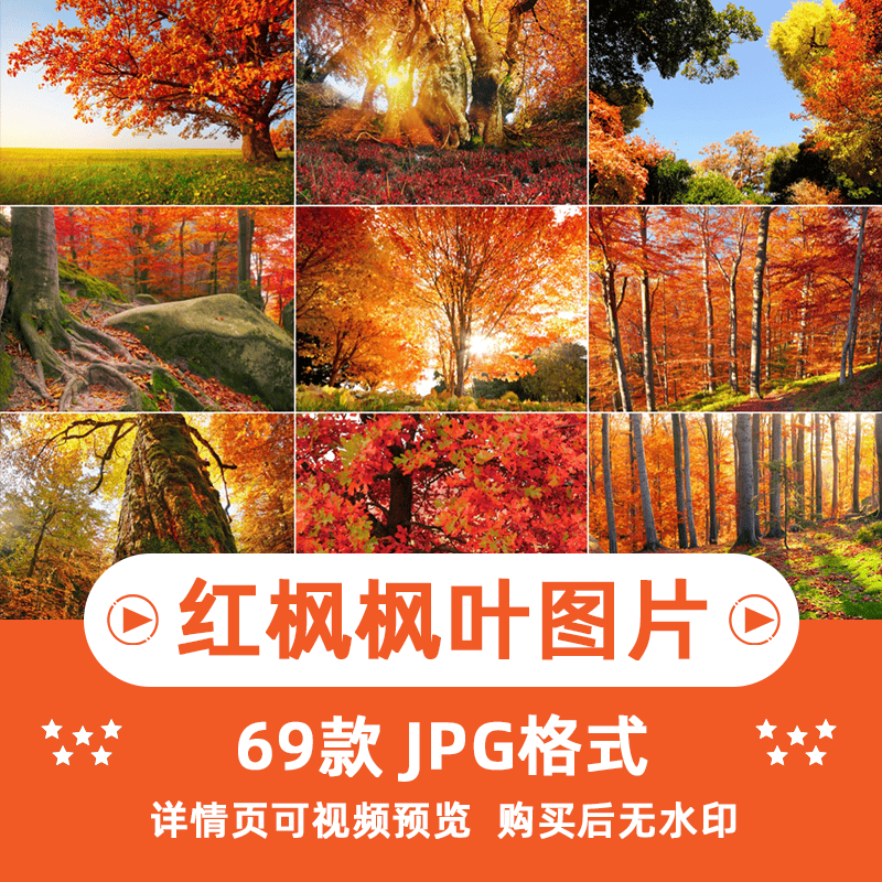 63张红枫枫叶树横版高清抖音自媒体pr剪辑背景图片素材