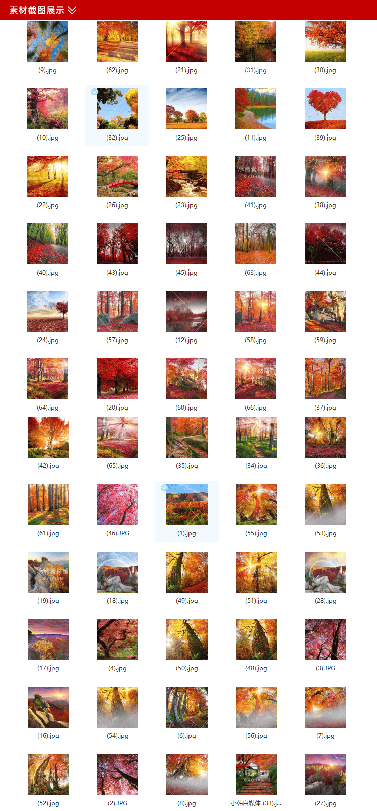 63张红枫枫叶树横版高清抖音自媒体pr剪辑背景图片素材