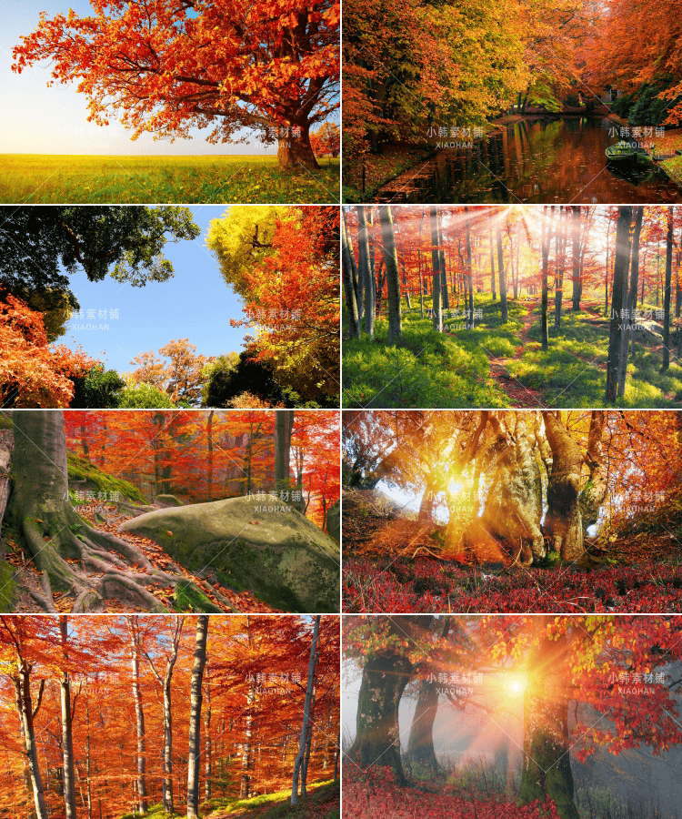 63张红枫枫叶树横版高清抖音自媒体pr剪辑背景图片素材