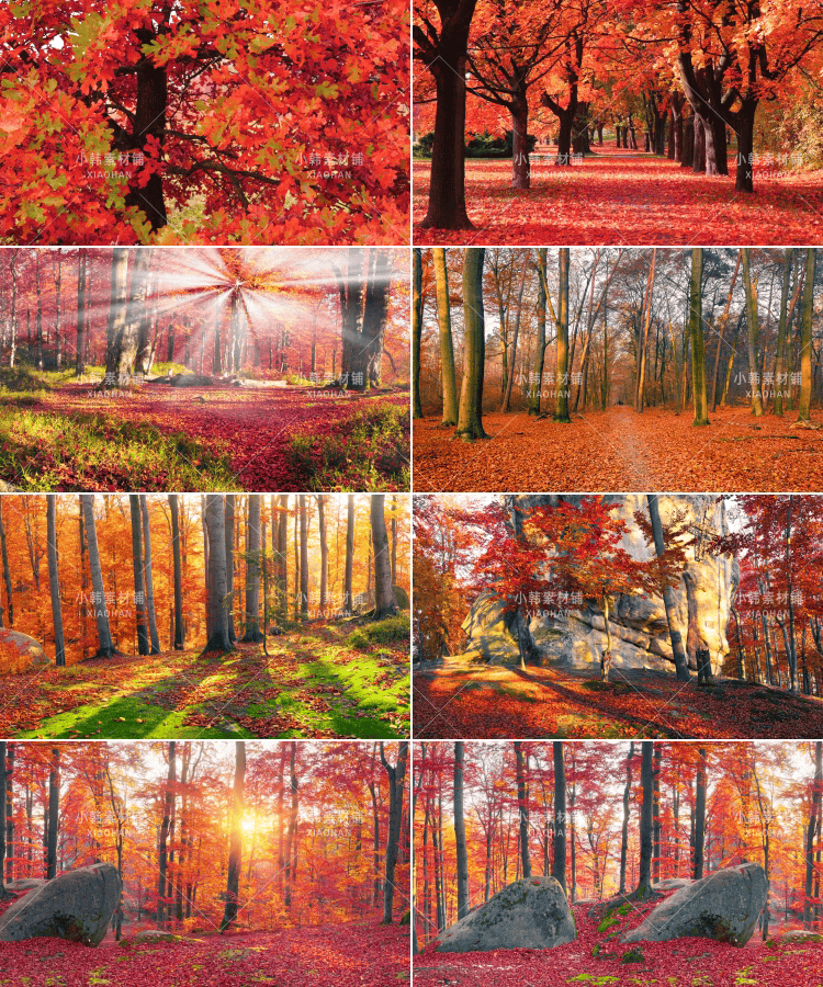 63张红枫枫叶树横版高清抖音自媒体pr剪辑背景图片素材